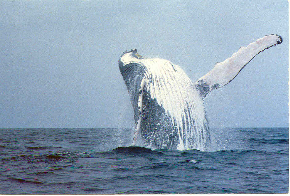 ballenas2.jpg