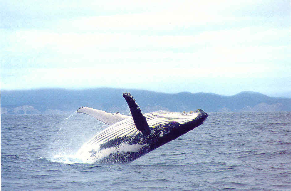 ballenas3.jpg